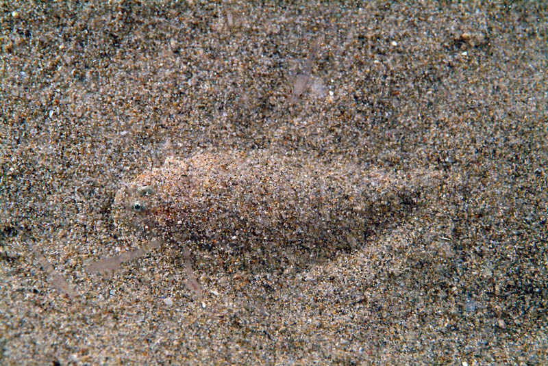 Piccola sogliola